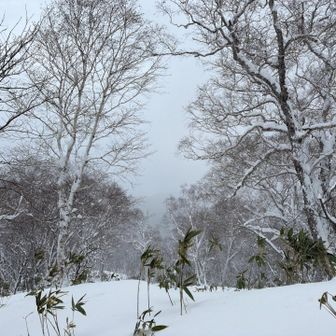 完全のパウダースノー