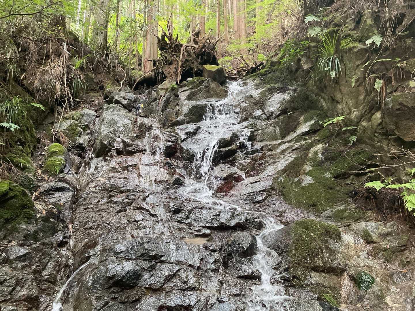 関西人気No.1の金剛山。豊かな緑と清流に包まれる癒やしの日帰り山旅の写真