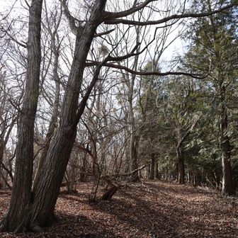 忍草山へ向かってアップダウン