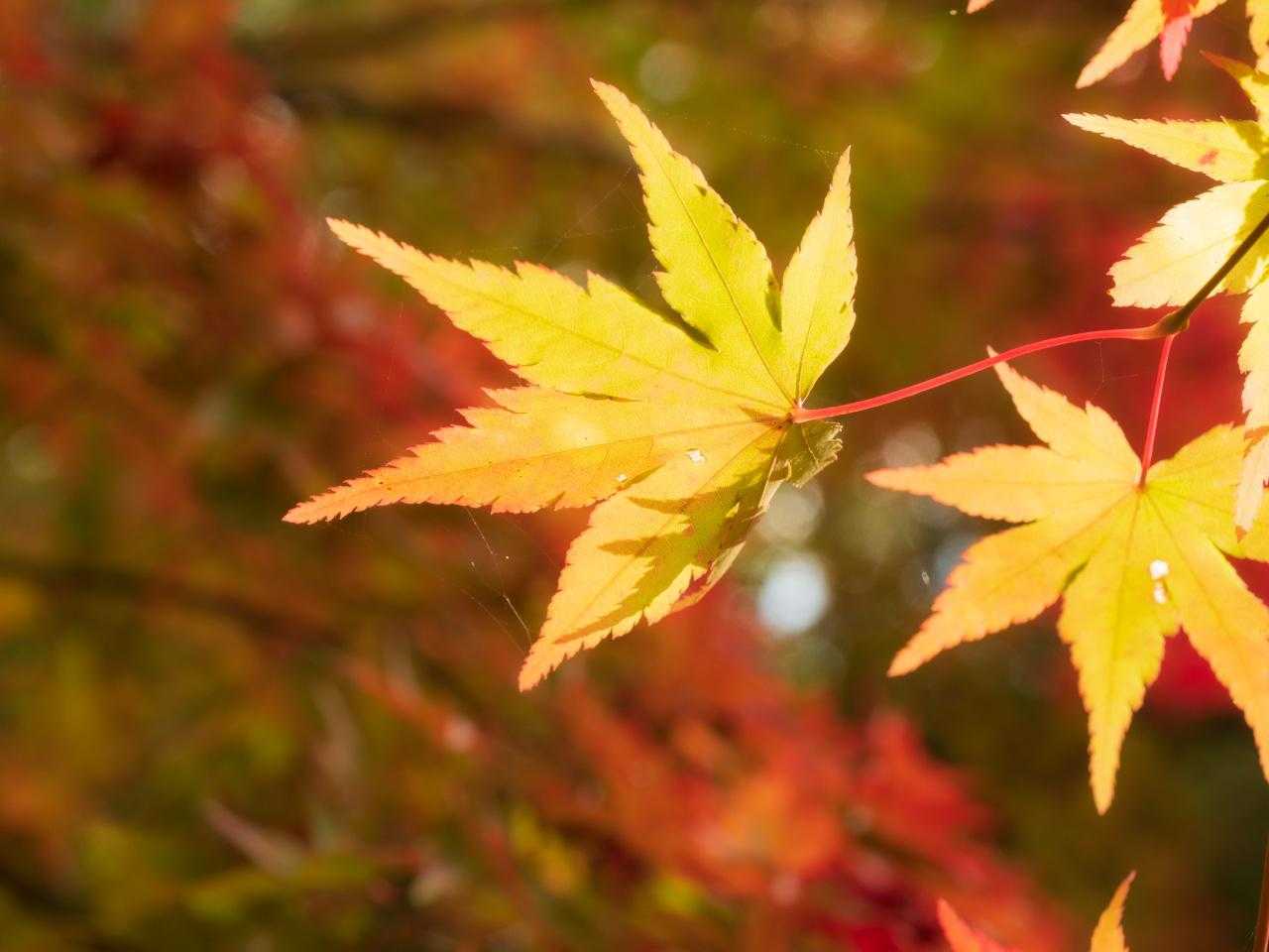 八幡神社-東天神嶽-天神嶽 往復コースの写真