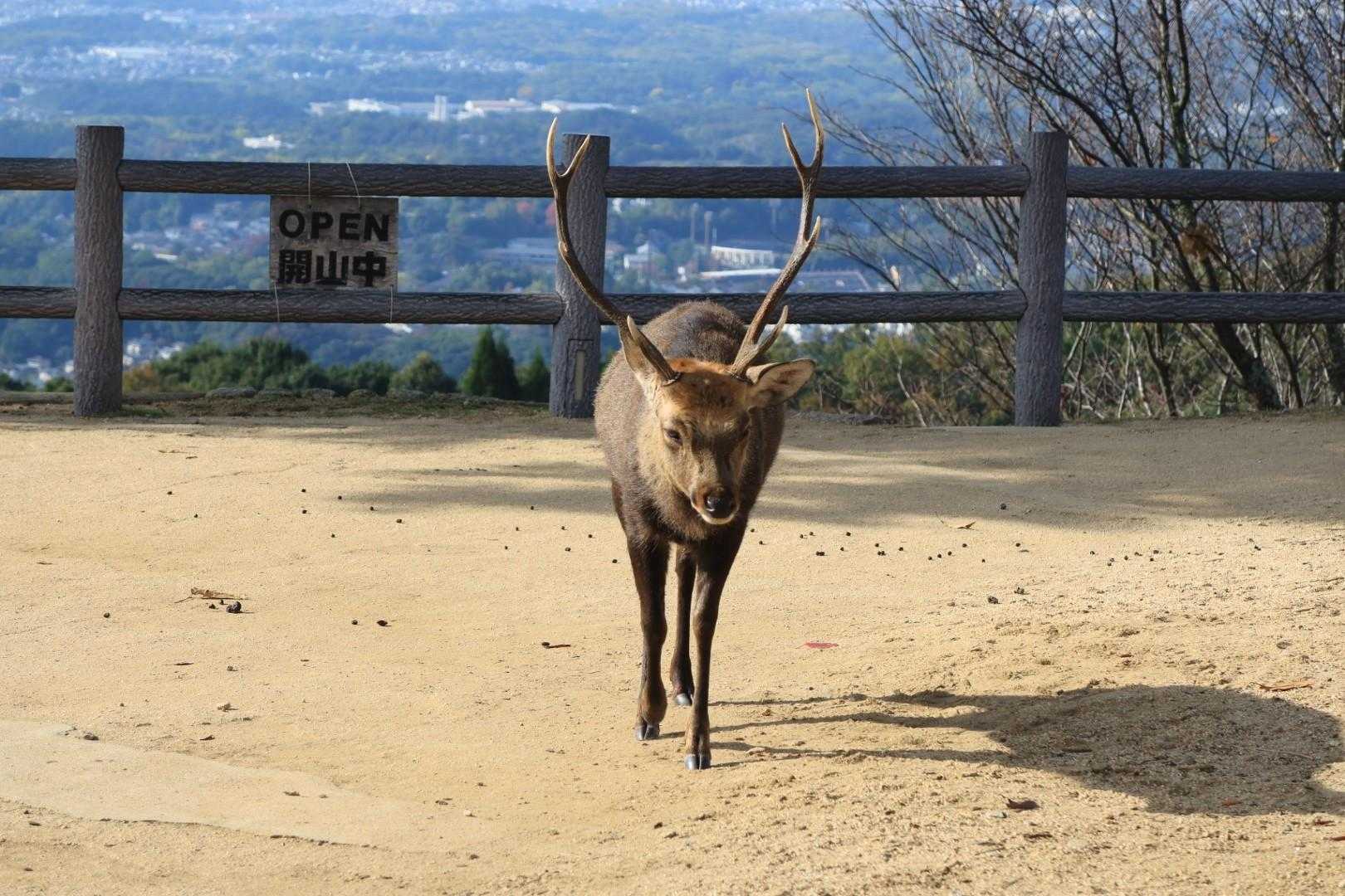 🦌
エゾシカよりは小さいですが、ツノのあるオスはちょっと怖い
