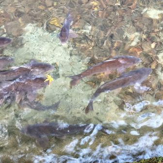 ゴメン、エサ持ってないよ〜