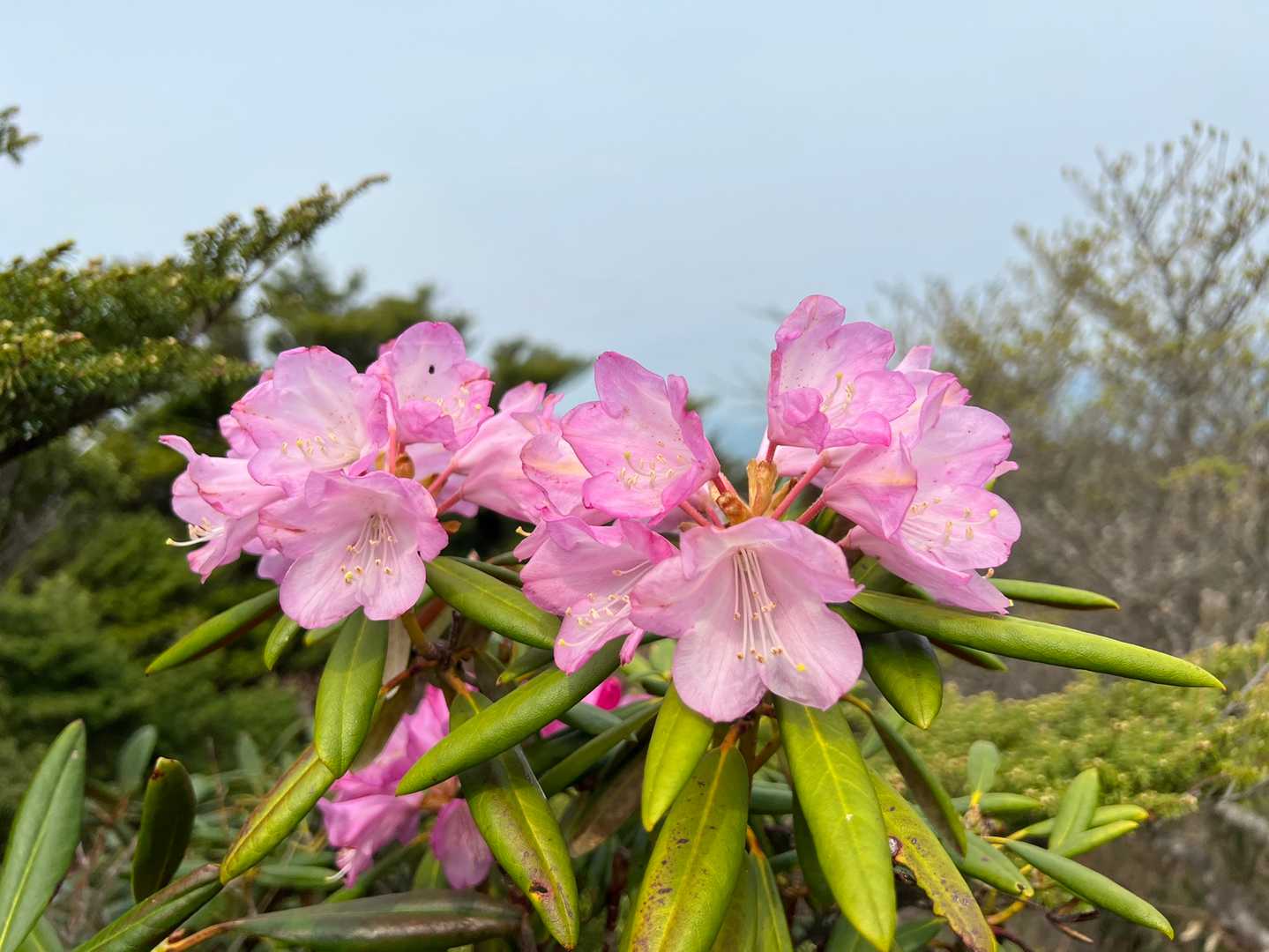 こちらにもシャクナゲ🌸