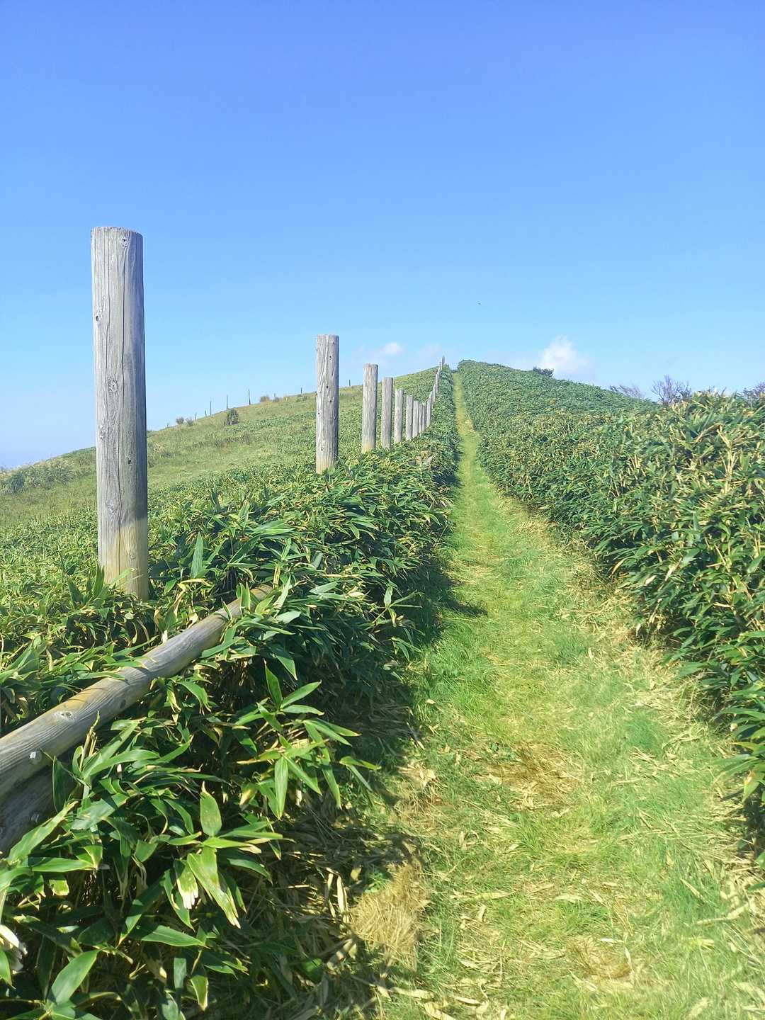 牧草と笹藪の間を上ります