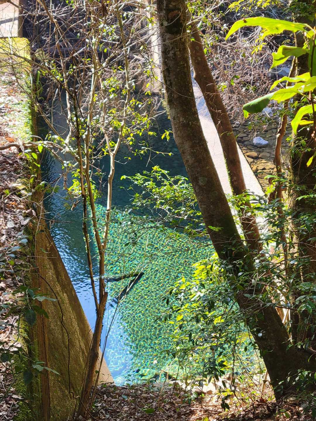 綺麗な水