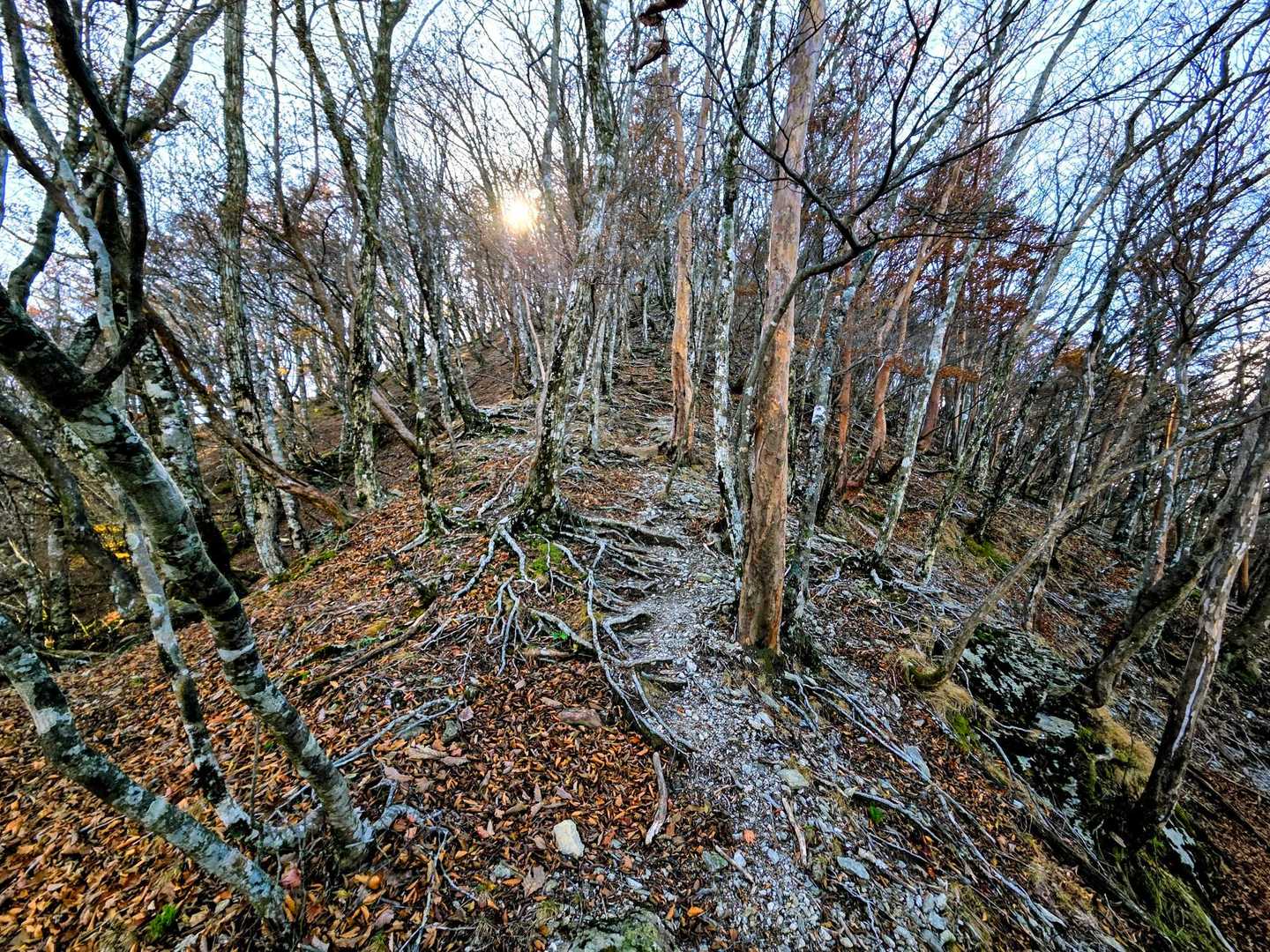 迷岳 口迷岳 / おっくんさんの迷岳・白倉山・古ヶ丸山の活動データ | YAMAP / ヤマップ