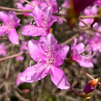 綺麗ですね〜✨惚れ惚れします🌸✨