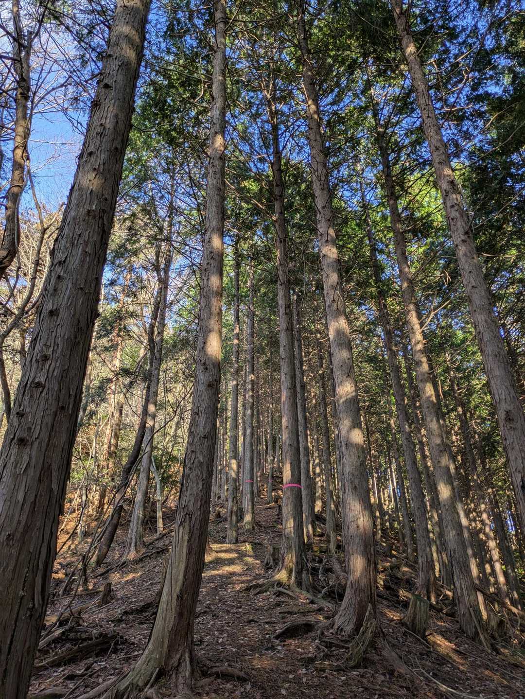 白樫城登り口石碑-白樫城址登山口-小島山 往復コースの写真