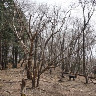 さあさあ下りますよー。

Cコースです。

この森では、かわいいエナガが観察できました❤️