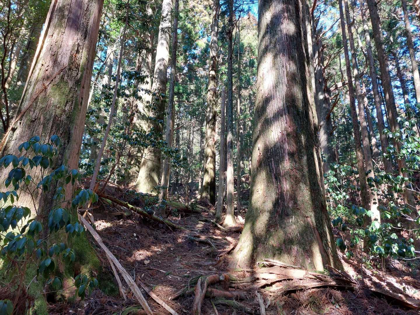 御神木🌲