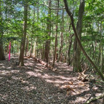 袴腰山へ向かいます。
いい山道ですがクモの巣の不意打ちが多々ありました🕸