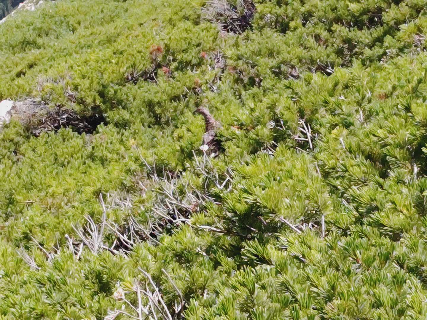 雷鳥が居ました