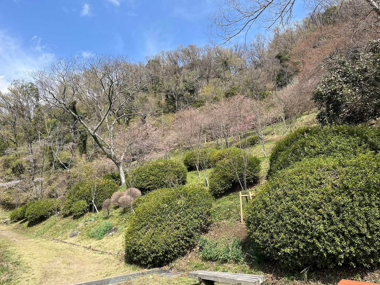 来週の花見会場🌸週中に満開で週末は散り始めか少し葉桜混じる感じかな❓