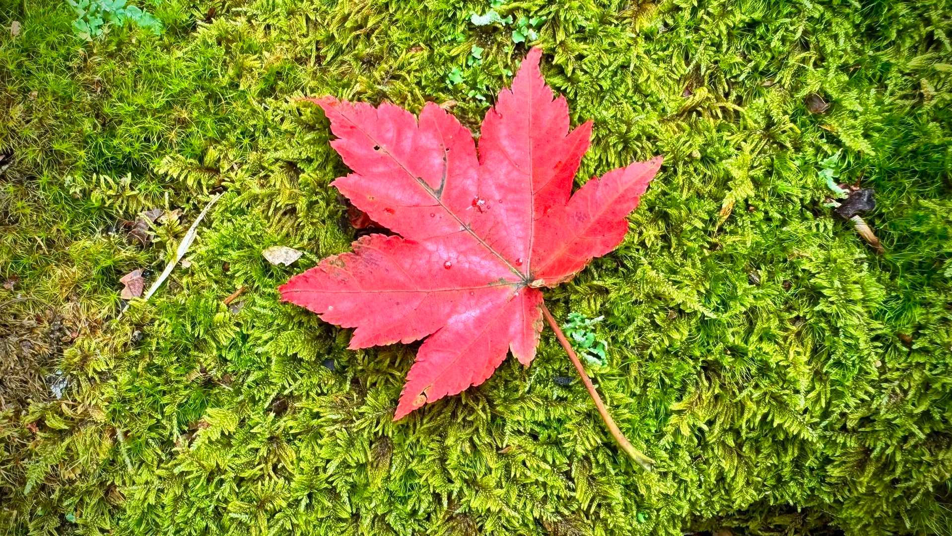 🍁秋模様🍂
これからの季節のレポに ありがちな写真🙇‍♂️