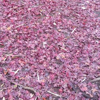 モミジの絨毯🍁