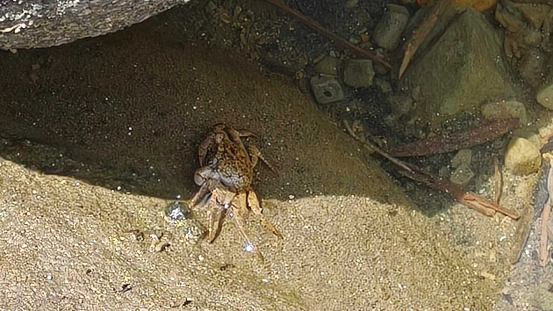 カニ🦀