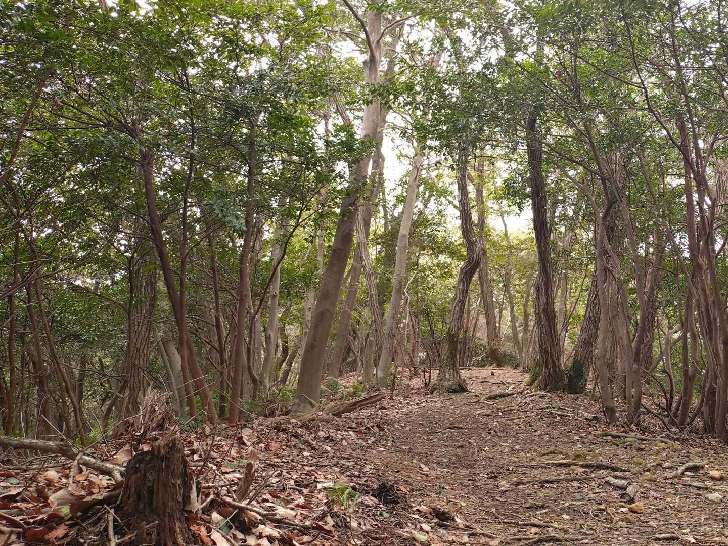 尾根道の雰囲気が良かったです🌳
この後、無事に下山しました。
ありがとうございました。
