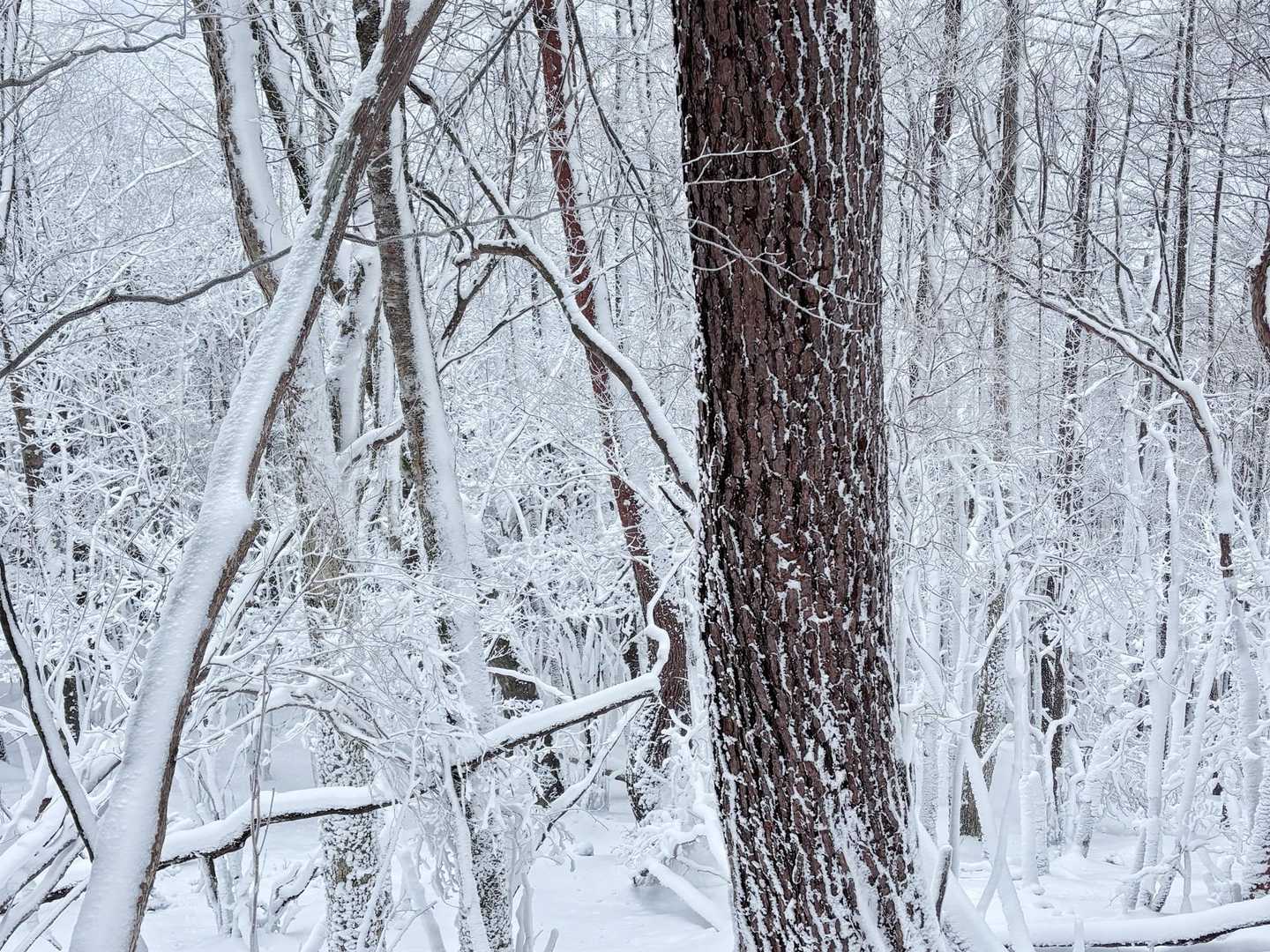 真っ白