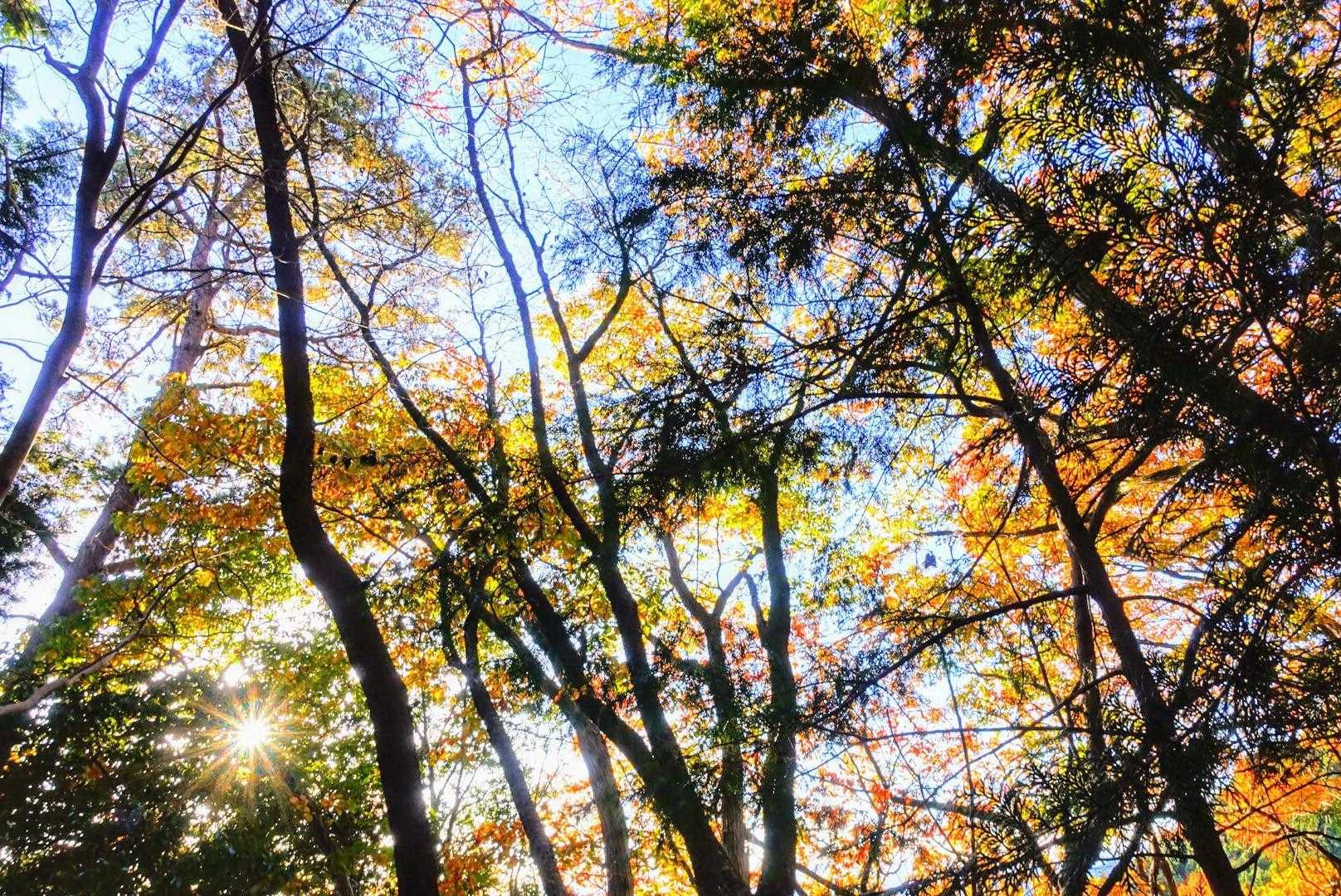 弁天山-桜山 往復コースの写真