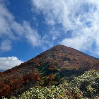 本当はもっと綺麗なのに、スマホカメラだと光の調整難しくどうしても茶色優勢に