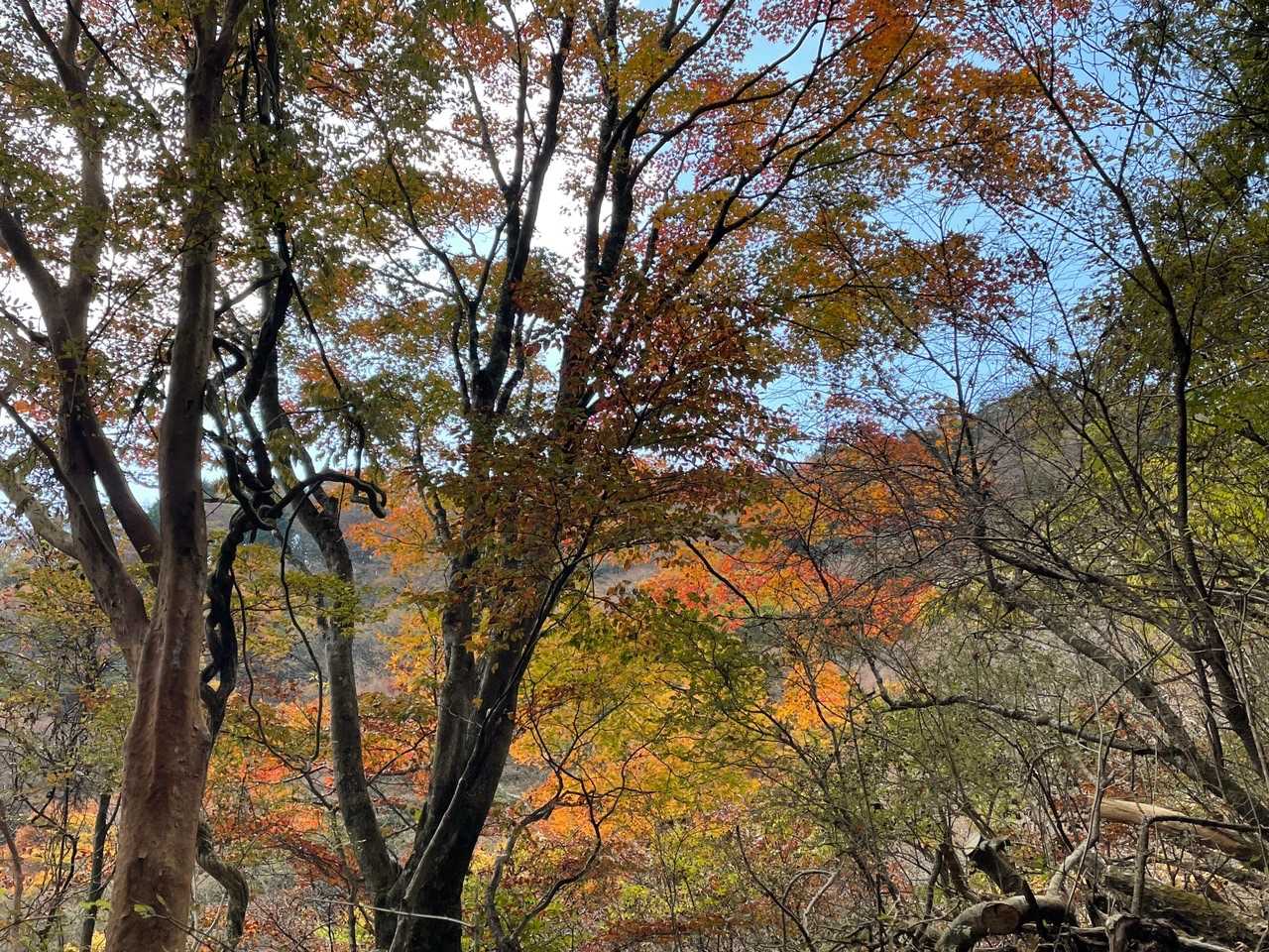 大雄山最乗寺-明神ヶ岳 往復コースの写真