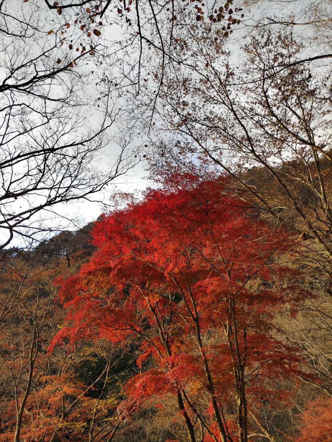 さらに紅葉🍁綺麗✨