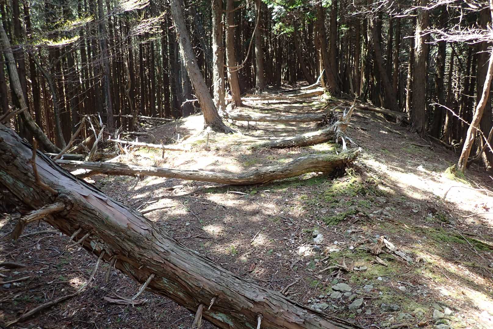 等間隔の倒木