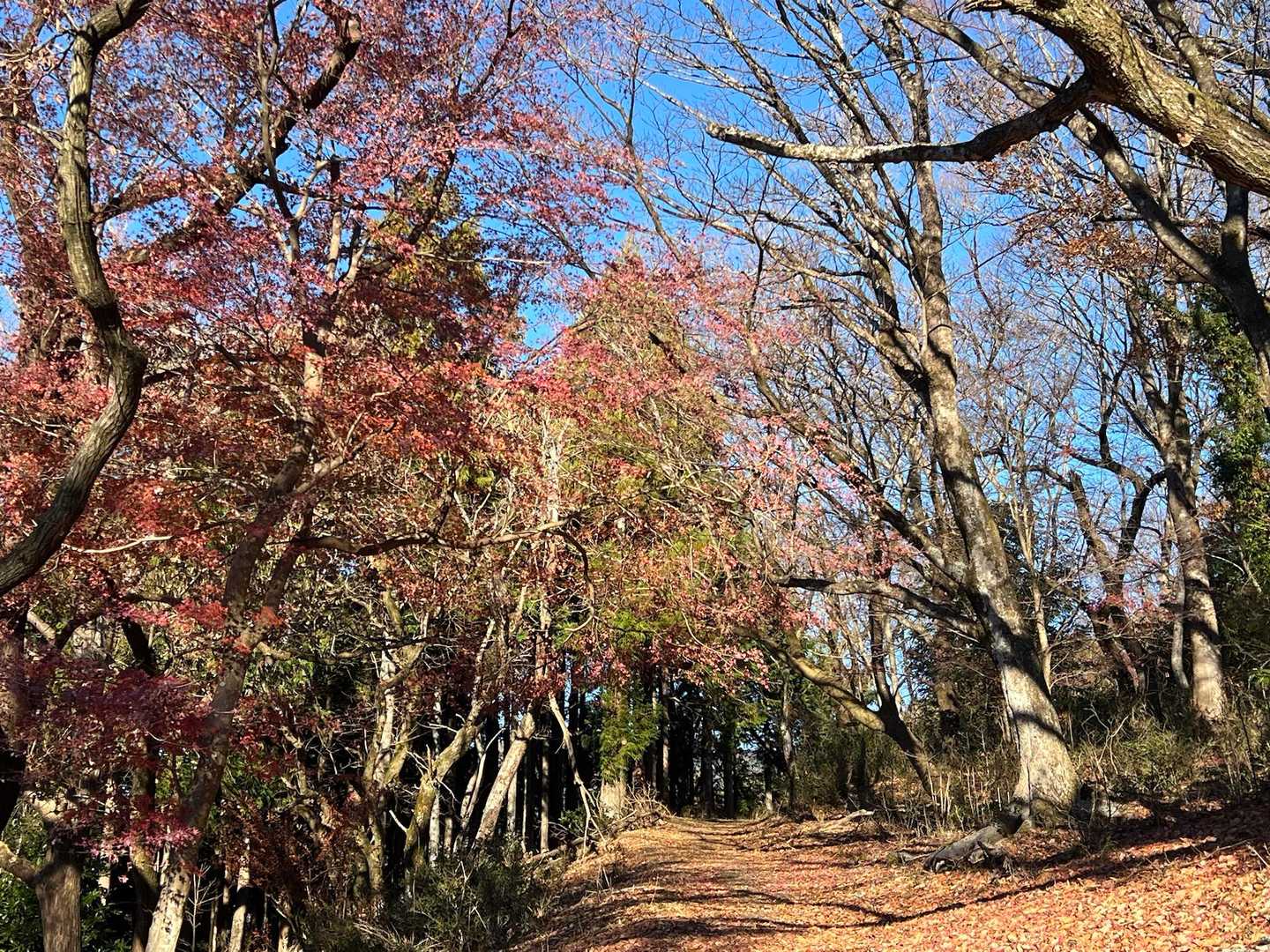 大野山 往復コースの写真