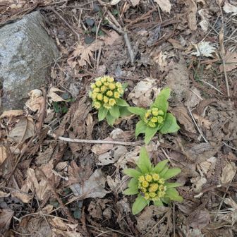 ふきのとう
山ほどあります