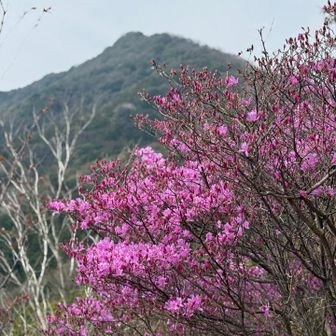 武田山と一緒に🌸⛰️