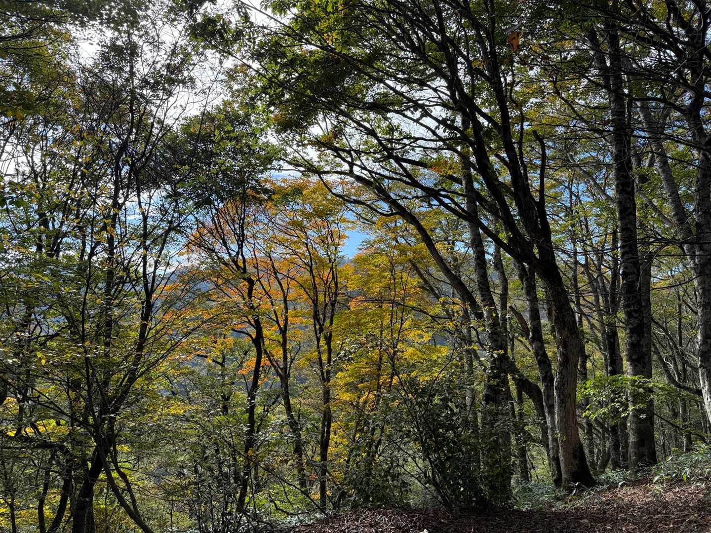 紅葉残ってました🍁