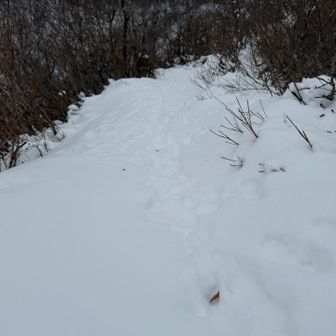 あっ！
先行者のトレースです😁
イイなあ、小動物は軽くてズボらないもんね😆
オイラは引き返します🤣
