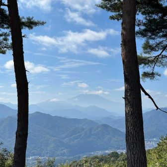 下山途中、松の木の間の富士