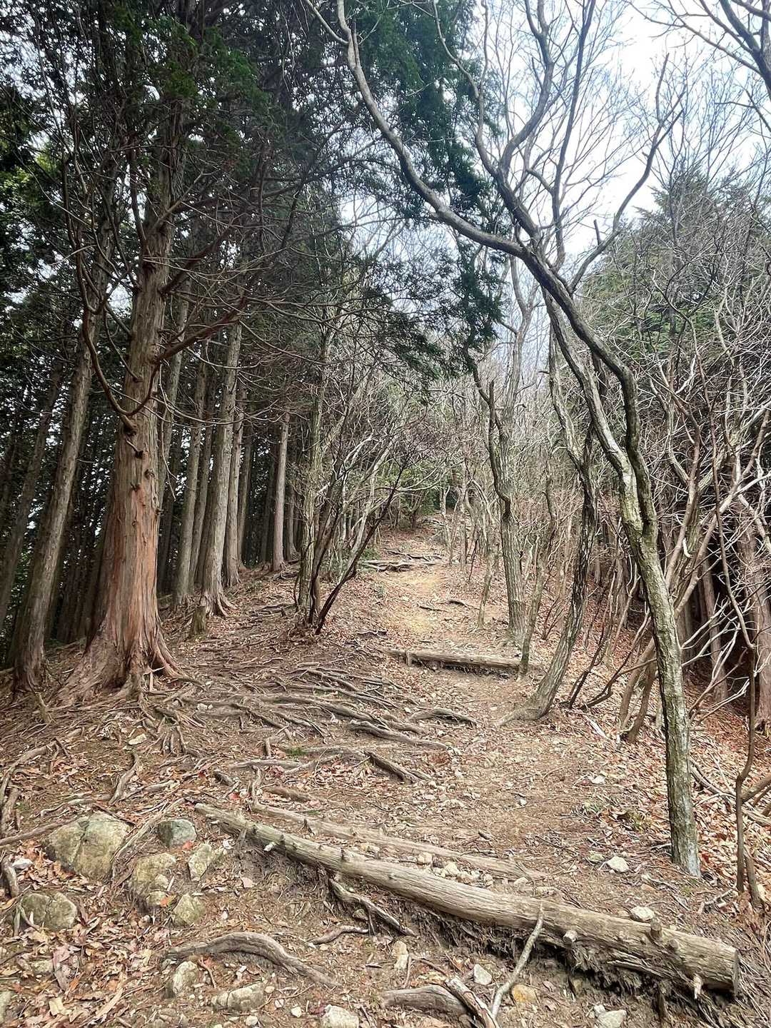 三谷登山口-千ヶ峰-岩座神登山口 周回コースの写真