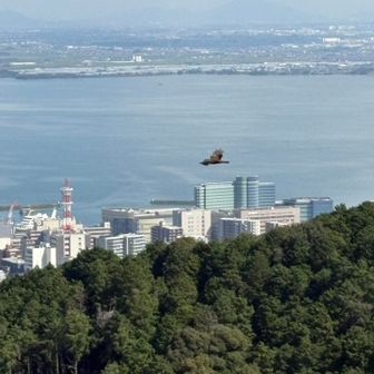 トンビさん激写🦅