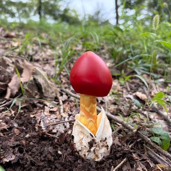 コレはタマゴダケなのか？
モドキなのか🍄？
帰り道に会った子