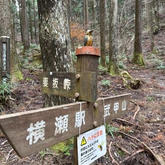 道標の上にカワセミ