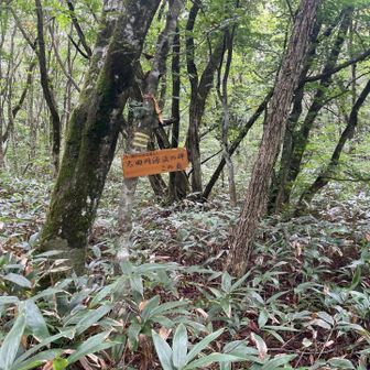 吉和冠山頂上から寂地山と吉和冠山の分岐への途中に広島市の三角州を形成、流れる太田川の源流の碑があります。その案内板です。参道から熊笹を藪漕ぎして、南に向かっていきます。