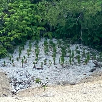 松の木の植林してくれてますね
