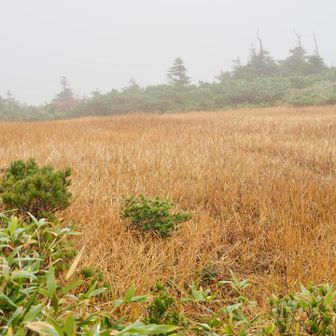 ガスの中じゃなかったらキレイであろう湿原
いつのまにか田茂萢岳（たもやちだけ）を過ぎてた
確かに結構な階段登ったなぁ