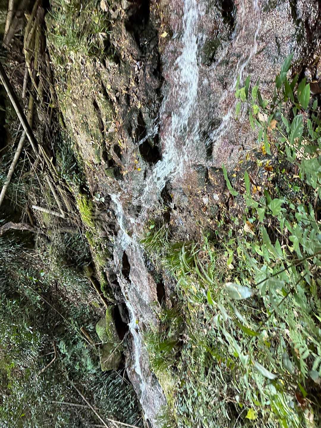 長野岳 往復コースの写真