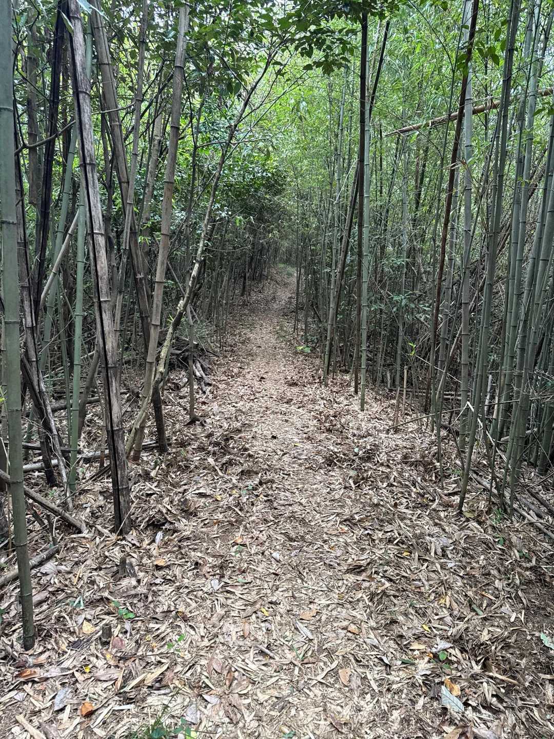 登山道はきれいに整備されてました