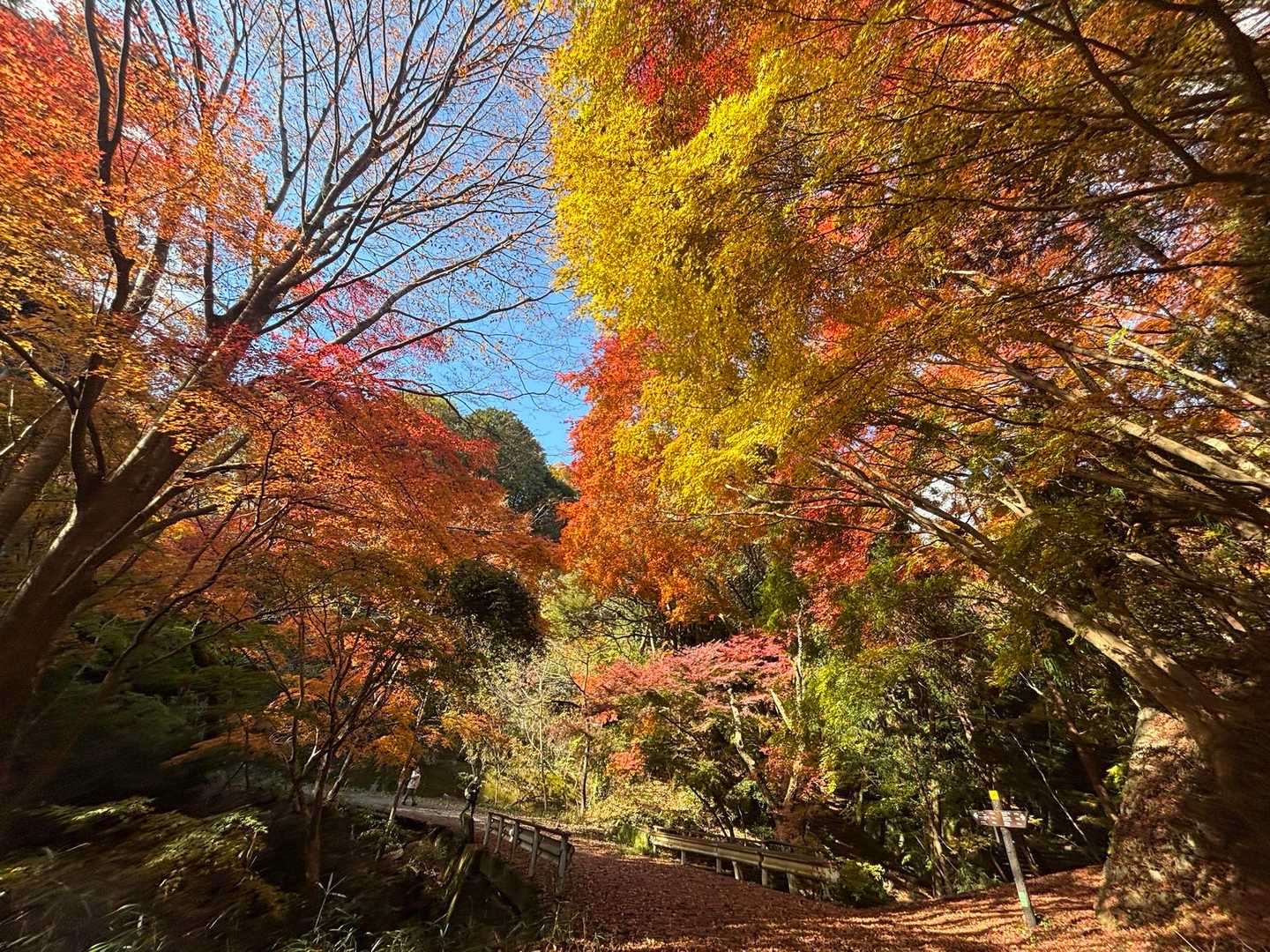 今年は意図せず紅葉🍁に恵まれる日が多々✨
またこんな年があるかなぁ…