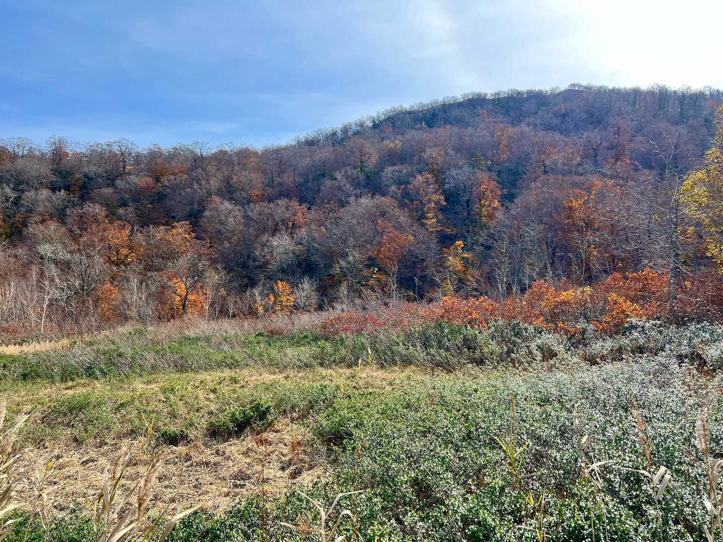 ブナの紅葉とも相まってスゴくイイ🫠