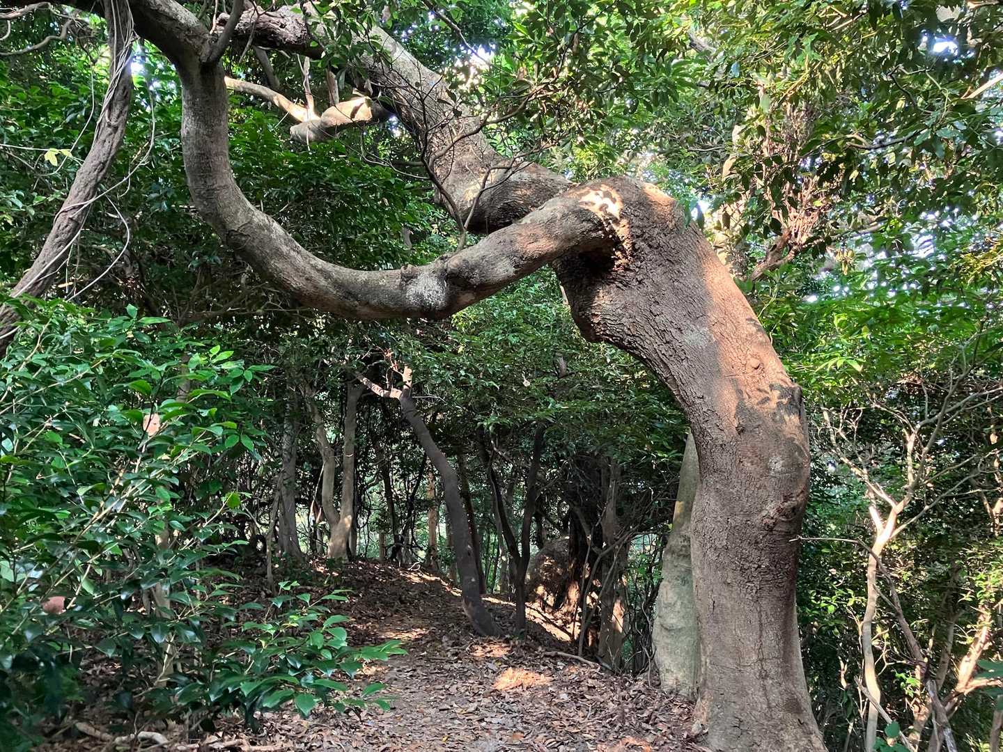 ヴィーナスの木