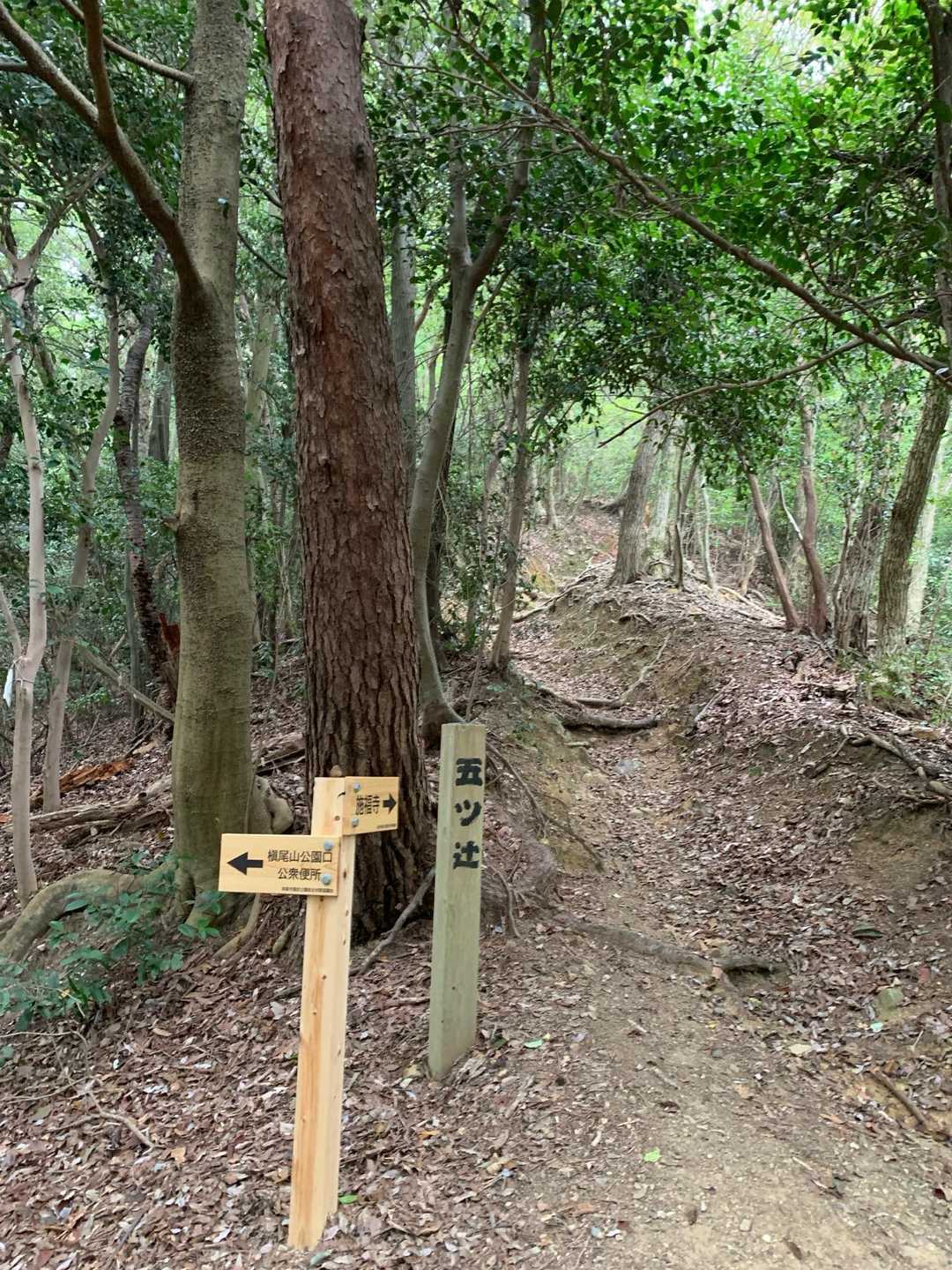 五つ辻までで毎回ギブアップしたくなるとこに、ここから先もしんどくて、槇尾山はとにかくしんどいですわ😓。