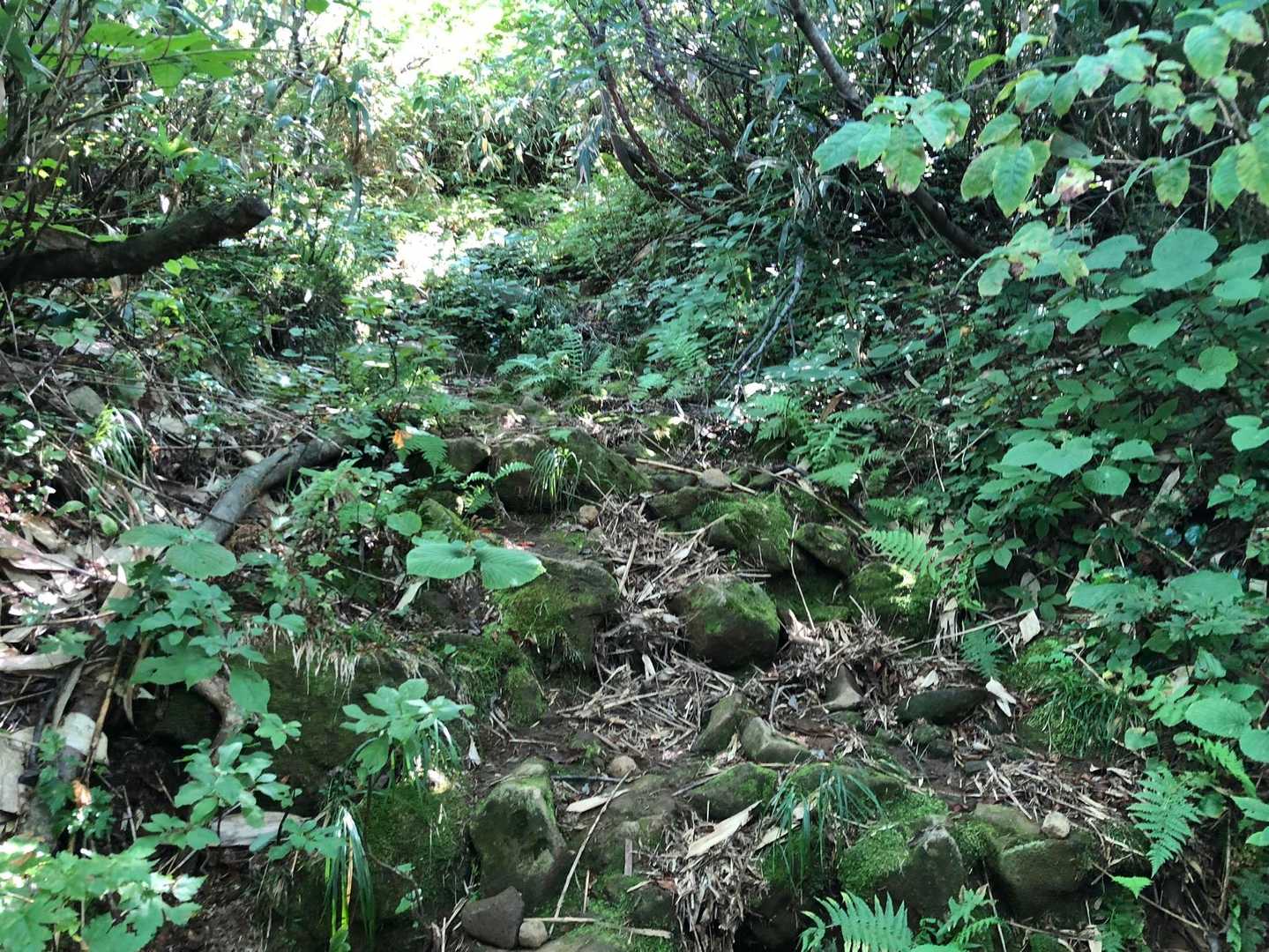 階段の後は、少し緩やかになりましたが、ごろごろと🪨の道になります。