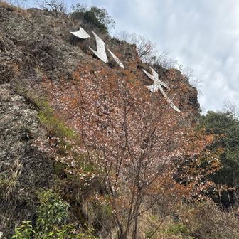 満開で見たかったなぁ。