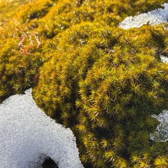 雪が溶けてキラキラの苔💚

さぁ下山開始しますかぁ🥾