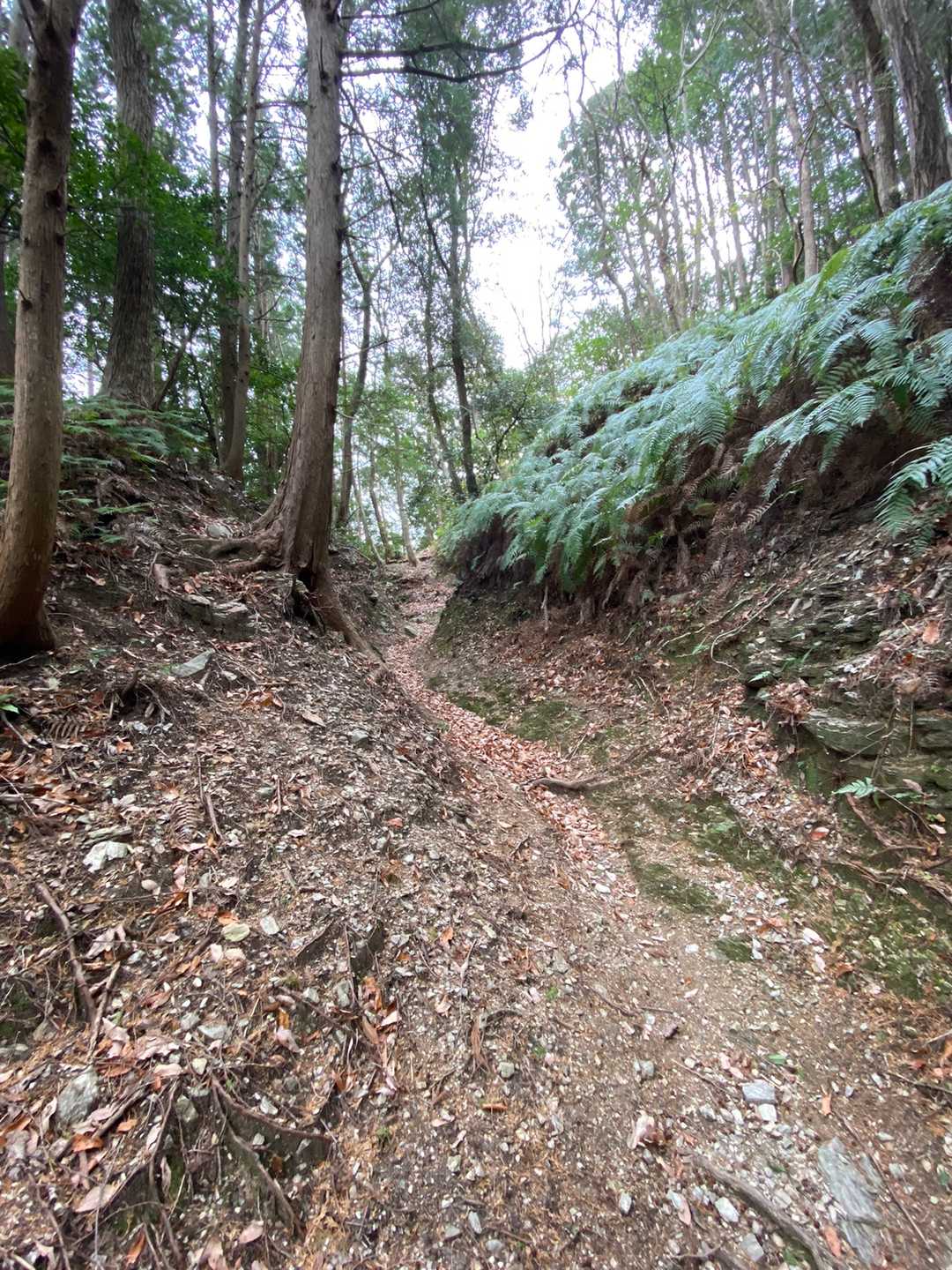 国束山 往復コースの写真